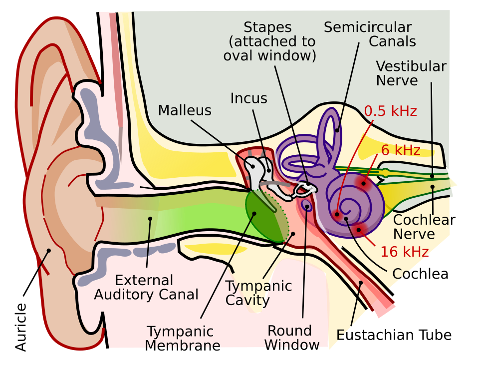 anatomy of human ear with cochlear frequency mapping.svg