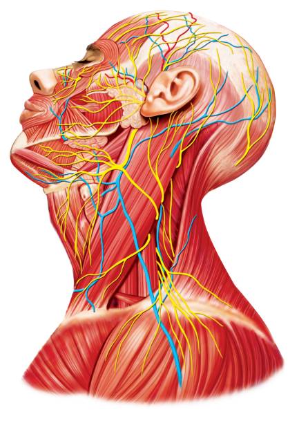 head and neck (1).pnh