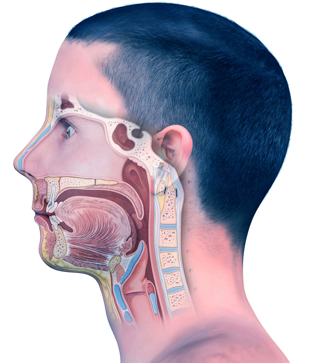 head neck 1
