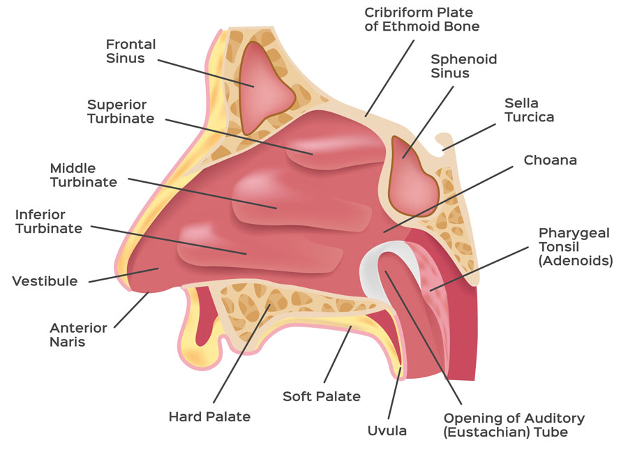 nasal cavity